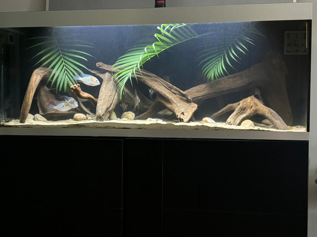 Kienhout, Dieren en Toebehoren, Ophalen, Plant(en), Steen of Hout