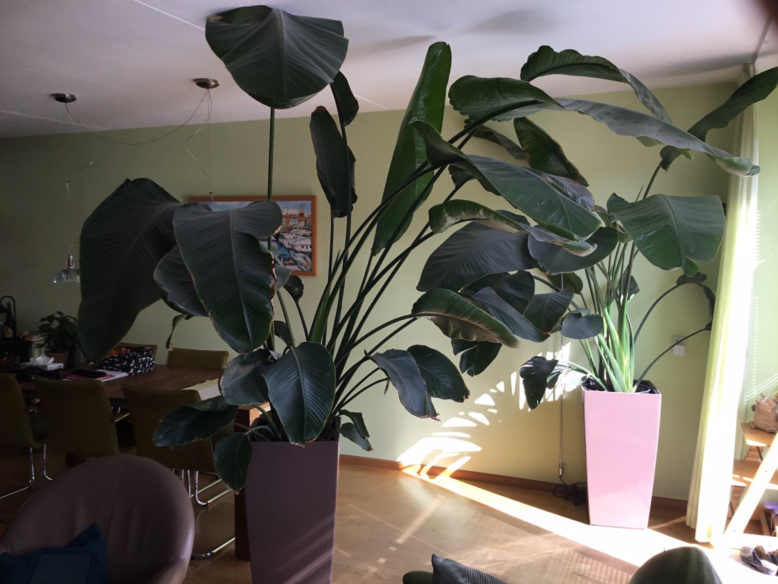 Kamerplanten Strelitzia, Ophalen, 200 cm of meer, Overige soorten, Halfschaduw