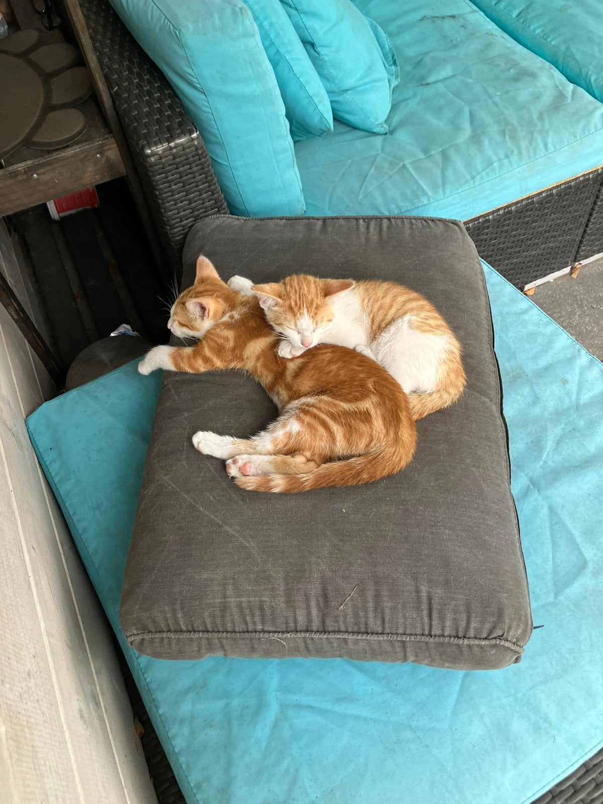 Kittens, jonge katten, Meerdere dieren