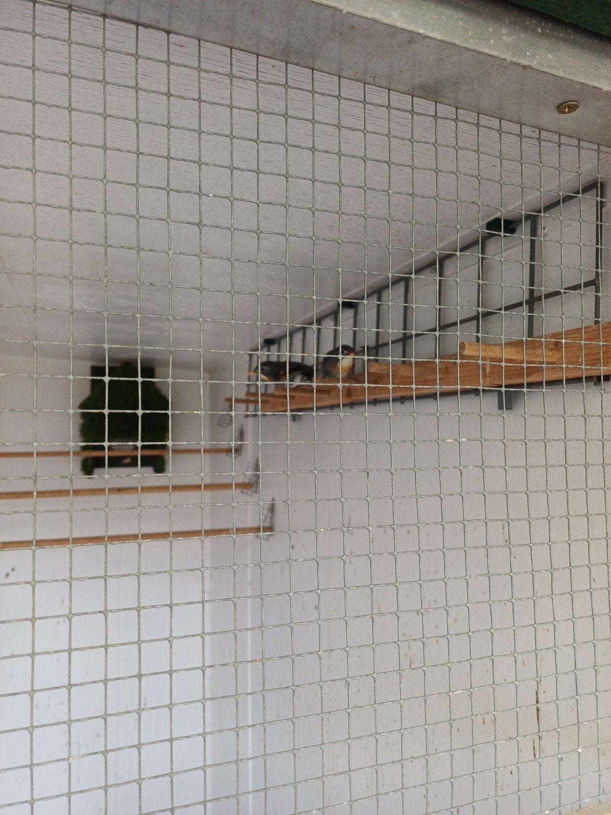 koppel nachtegalen., Meerdere dieren, Tropenvogel, Geringd
