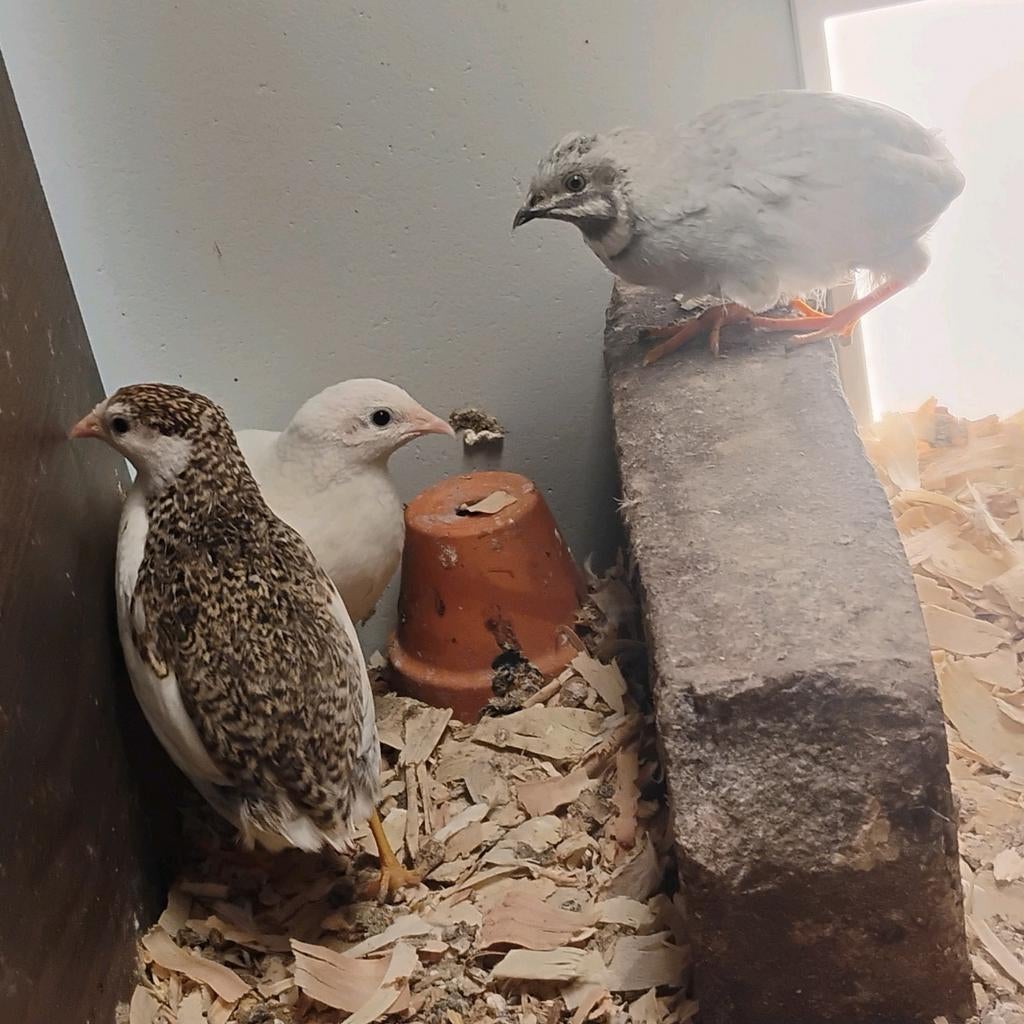 Broedeitjes Chinese dwergkwartels, Dieren en Toebehoren, Pluimvee, Overige soorten