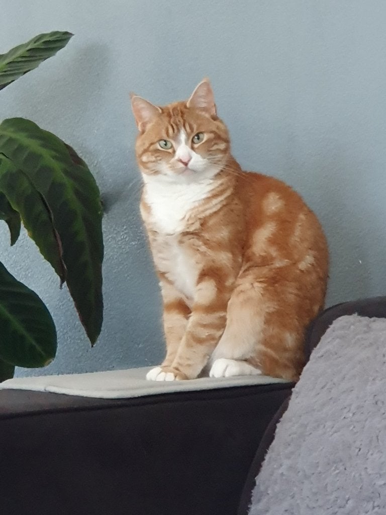 Kat, Kater, Kortharig, 6 jaar of ouder
