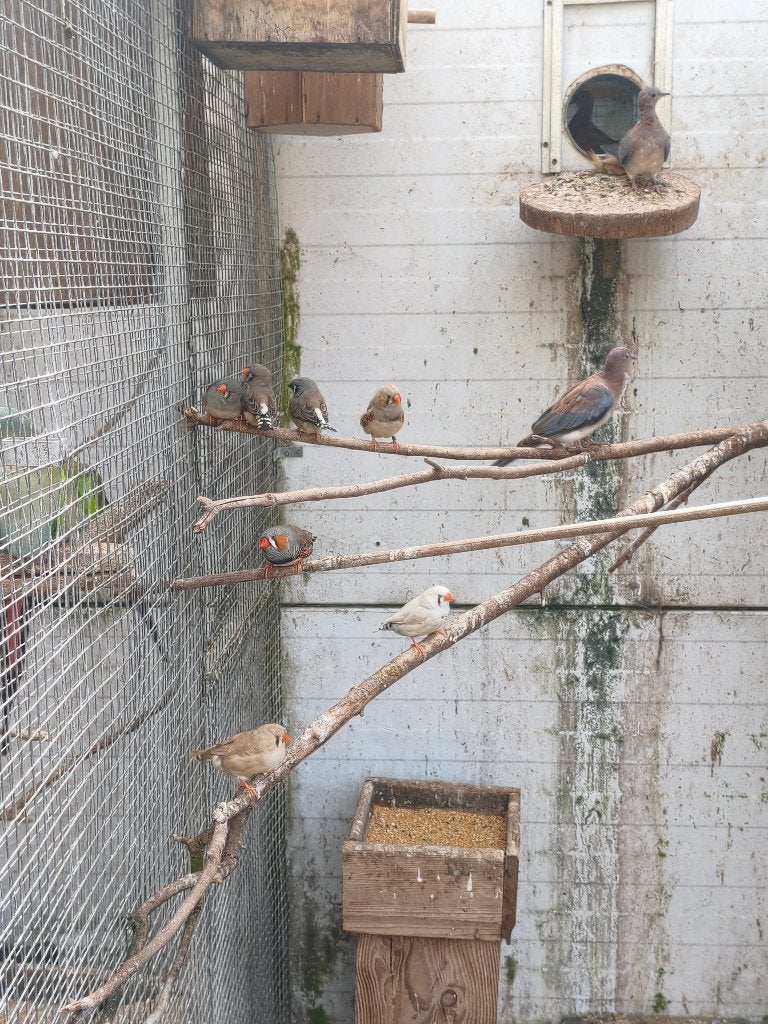 mooie forse zebravinken,chinese dwergkwartels, Meerdere dieren, Tropenvogel