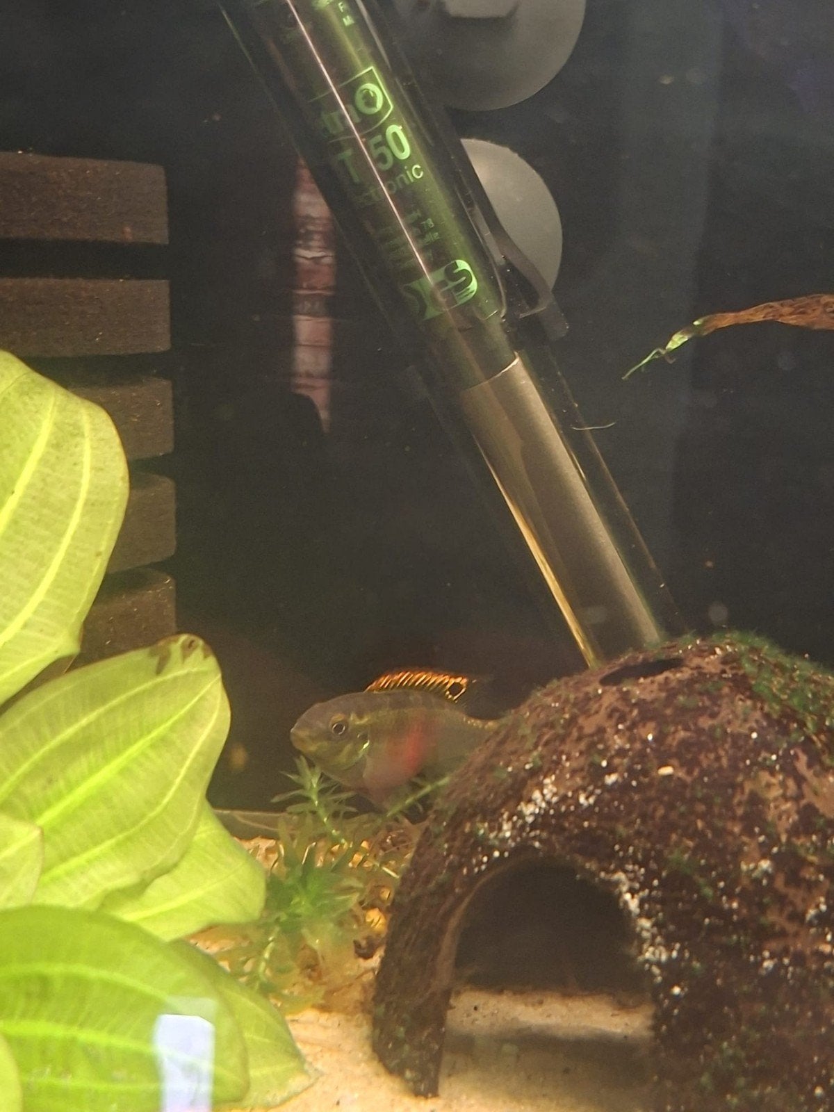 koppeltje kersenbuik ciclides, Vis, Zoetwatervis