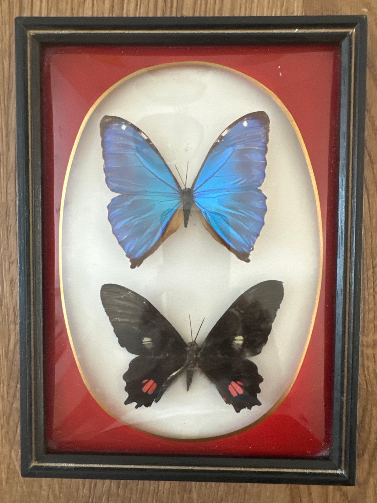 Ingelijste vlinders: blauwe Morpho en zwarte vlinder, Ophalen of Verzenden, Gebruikt, Insect, Opgezet dier