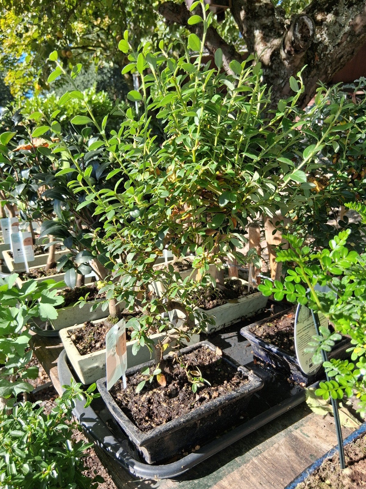 div vuurdoorn bonsai, Bloeit niet, Halfschaduw, Minder dan 100 cm, Overige soorten