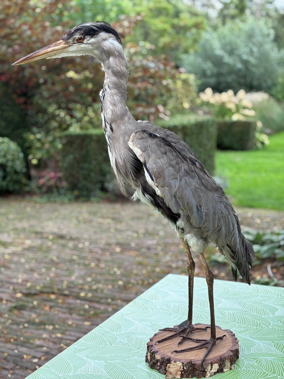 Blauwe reiger taxidermie, Ophalen of Verzenden, Gebruikt, Vogel, Opgezet dier