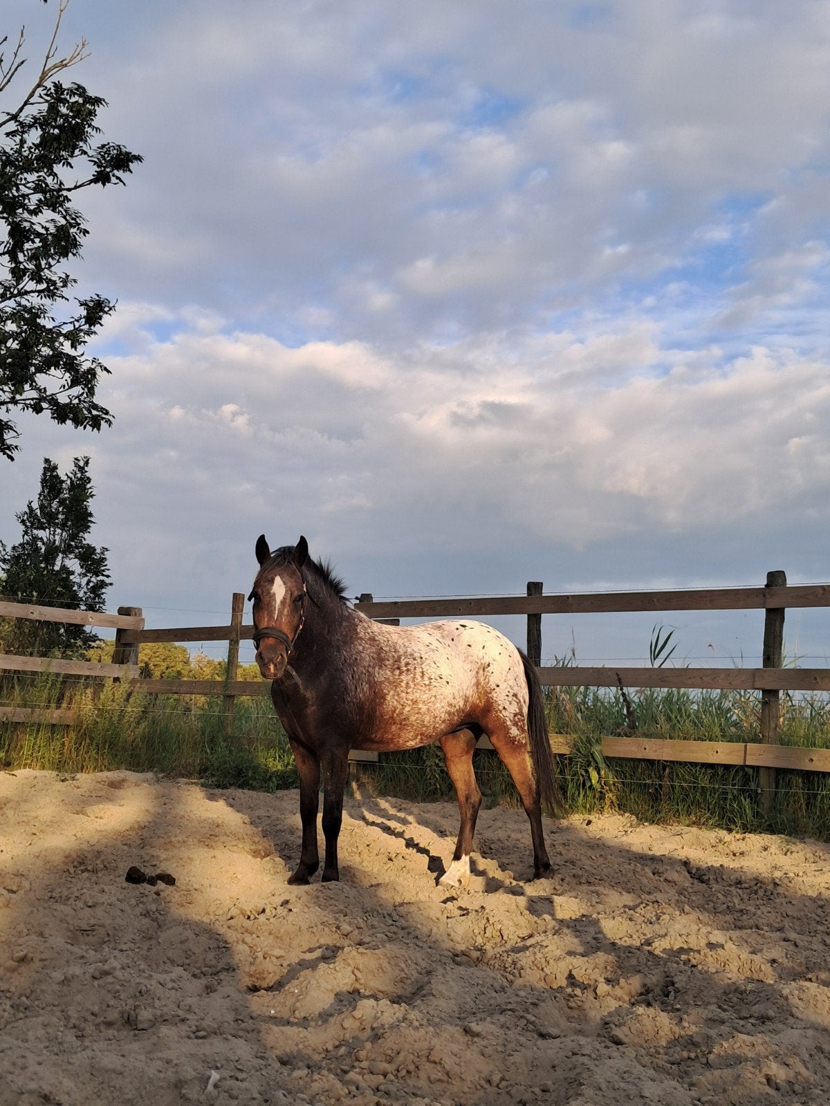 Lieve, eerlijke 3-jarige pony, Dieren en Toebehoren, Pony's, Merrie, Onbeleerd, 3 tot 6 jaar
