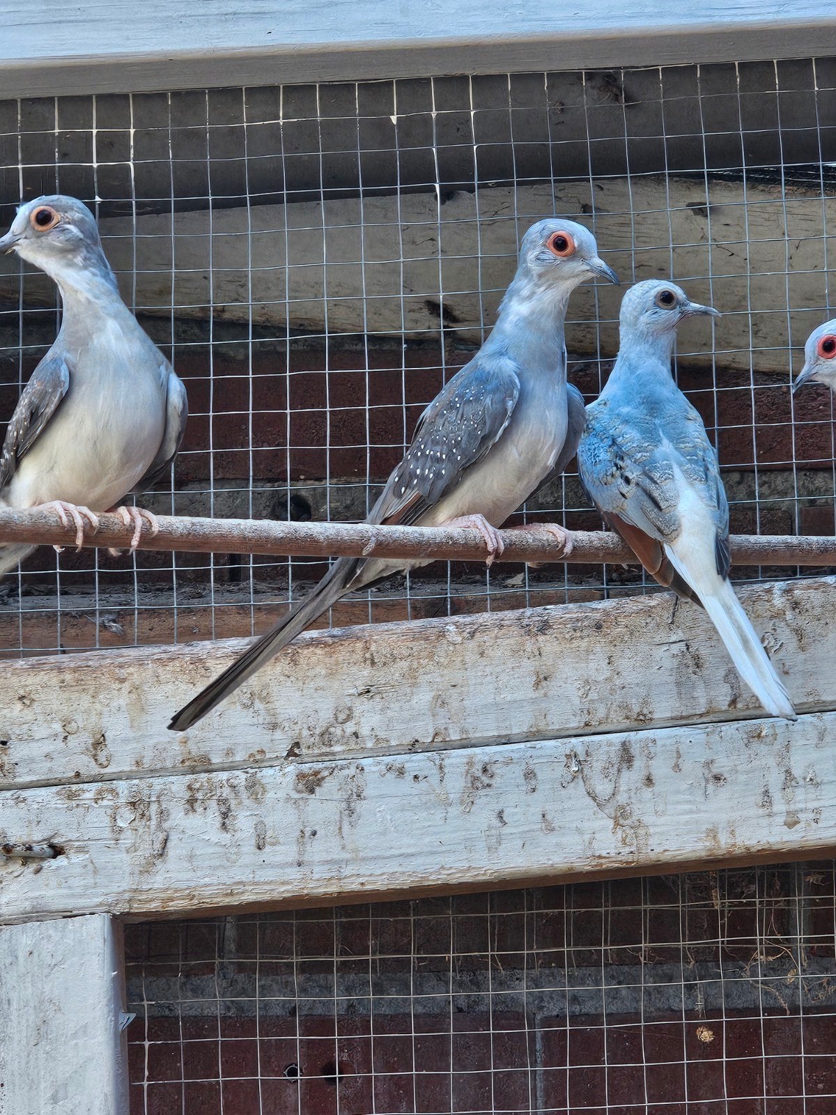 1 stel met 5 jongen, Dieren en Toebehoren, Meerdere dieren, Overige soorten