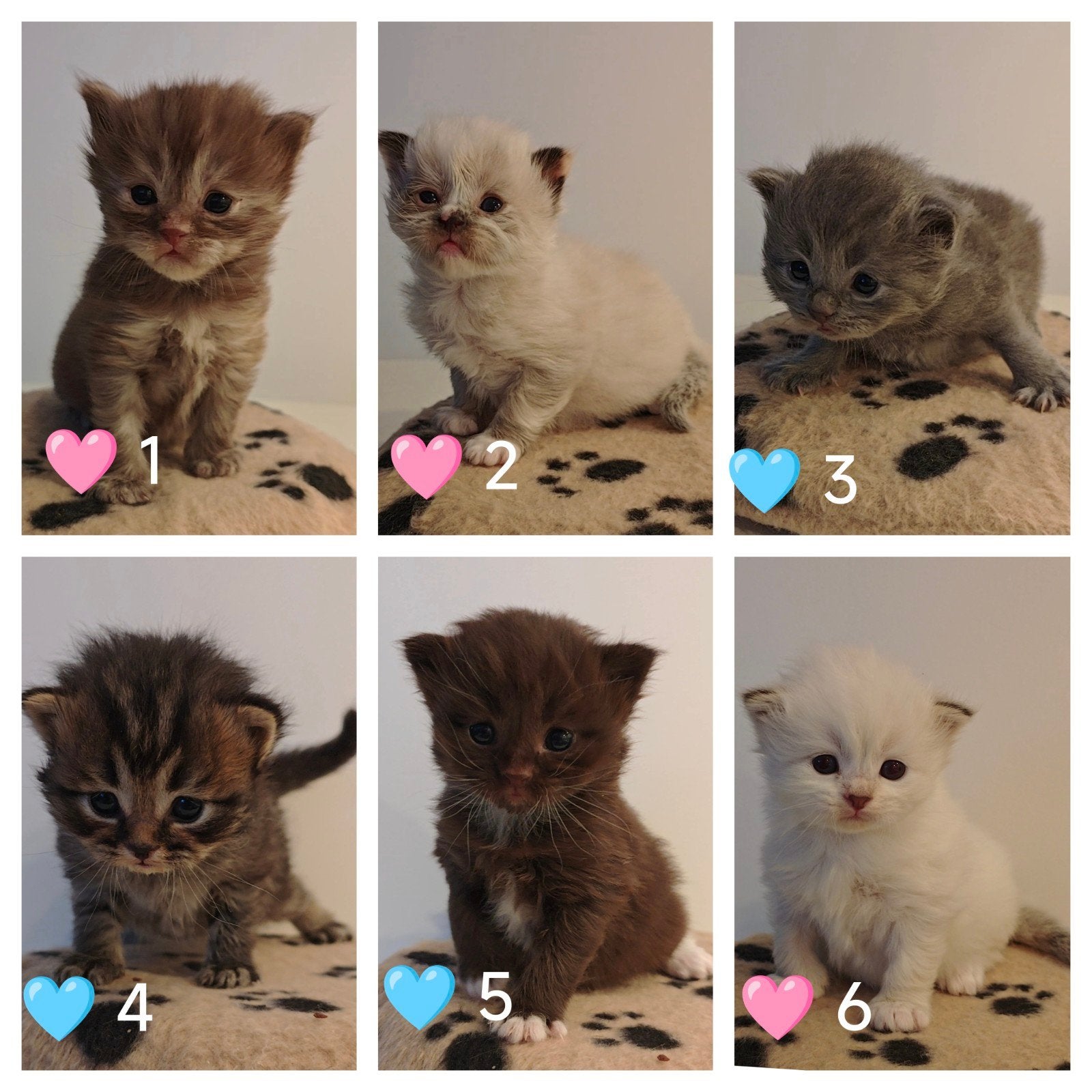 Ragdoll kittens. Unieke kleuren. Kerst verhuizen., Meerdere dieren, Ontwormd, 0 tot 2 jaar