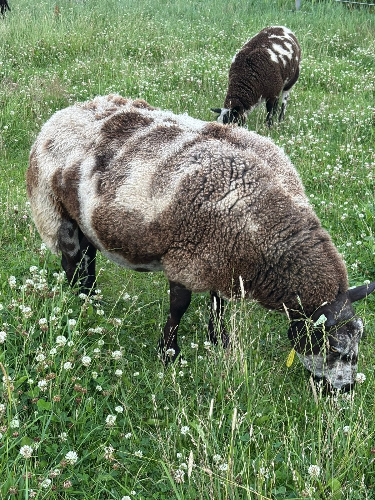 Koppel Stamboek bonte schapen, Meerdere dieren, Schaap