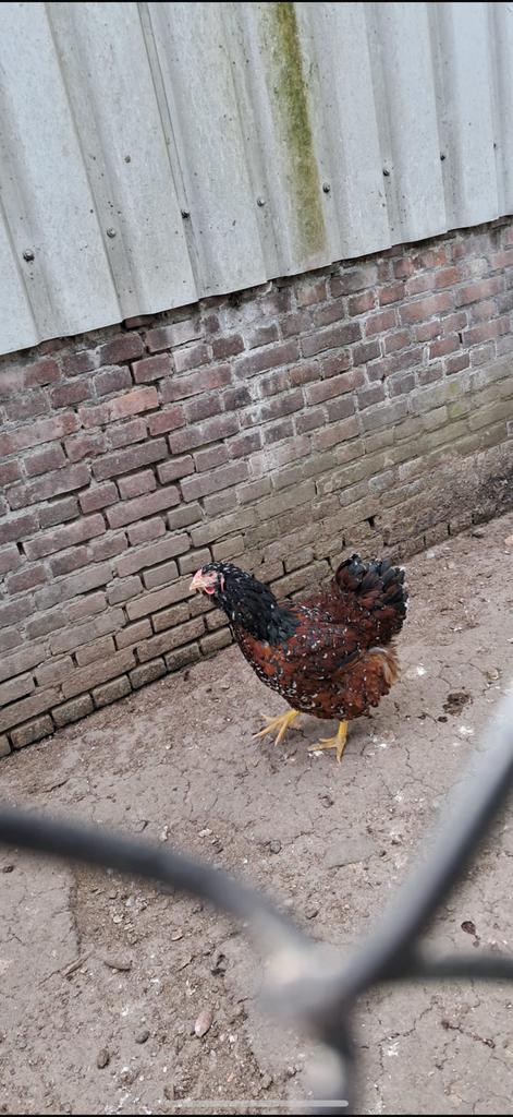 Grote wyandotte kippen, Dieren en Toebehoren, Vrouwelijk, Kip