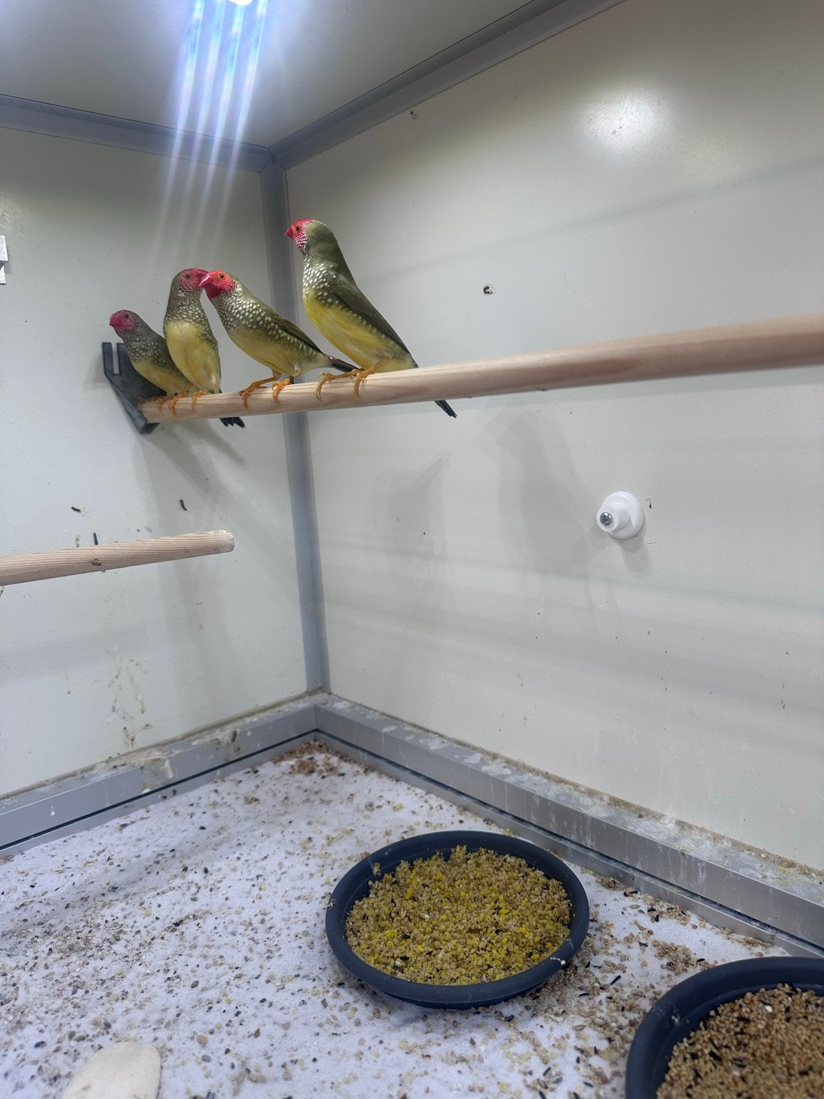binsenastrilde mannen, Dieren en Toebehoren, Meerdere dieren, Tropenvogel