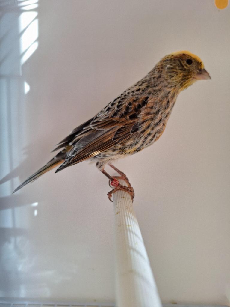 Lizard kanarie, Dieren en Toebehoren, Vogels | Kanaries, Meerdere dieren, Kleurkanarie