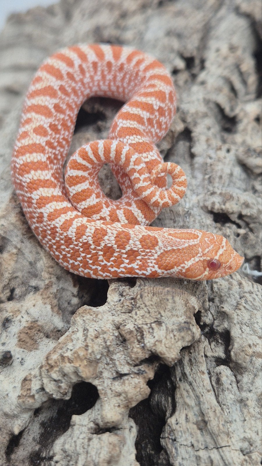 Exred albino haakneusslang Hognose Snake photo 4
