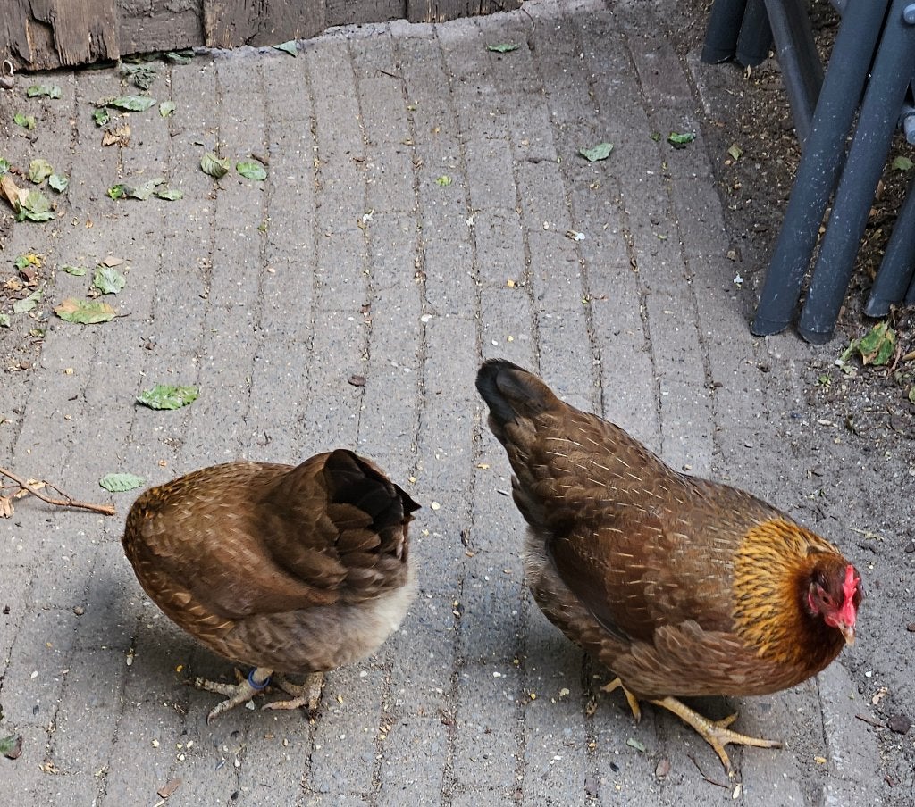 Welsumer krielkippen + toebehoren, Dieren en Toebehoren, Vrouwelijk, Kip
