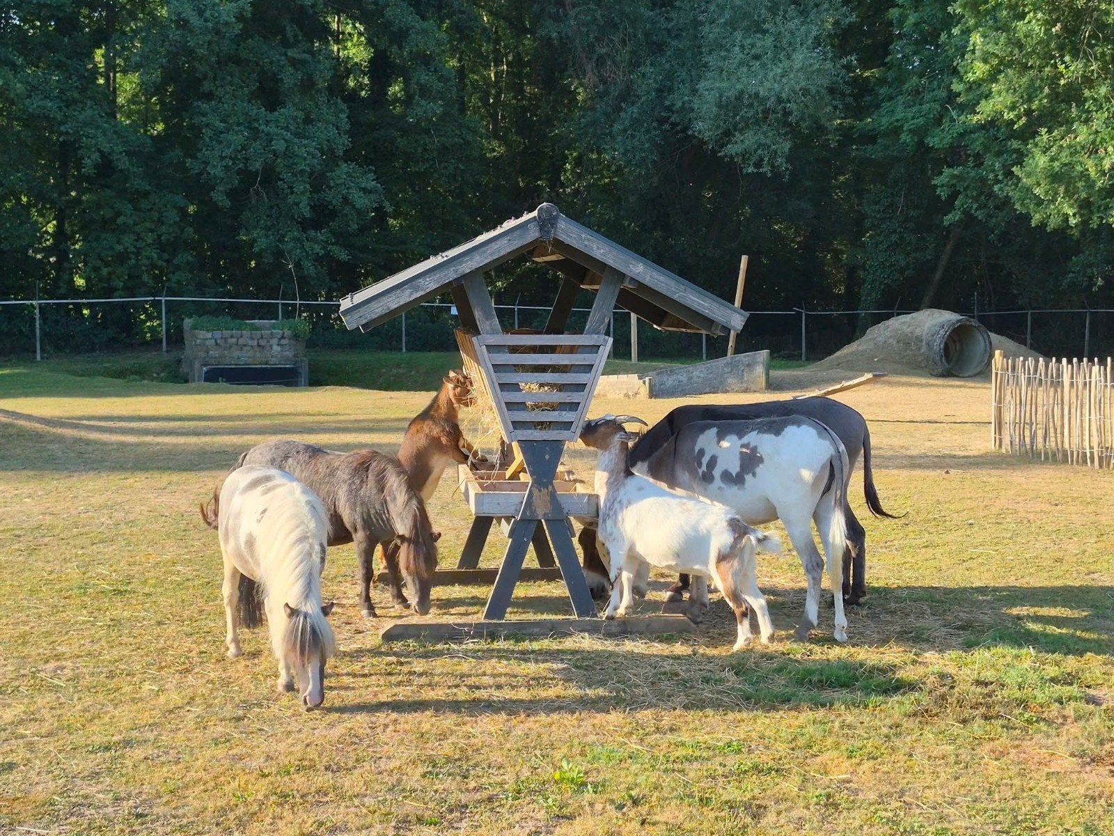 Dagbesteding Dierenpark Nierhoven, Ophalen of Verzenden