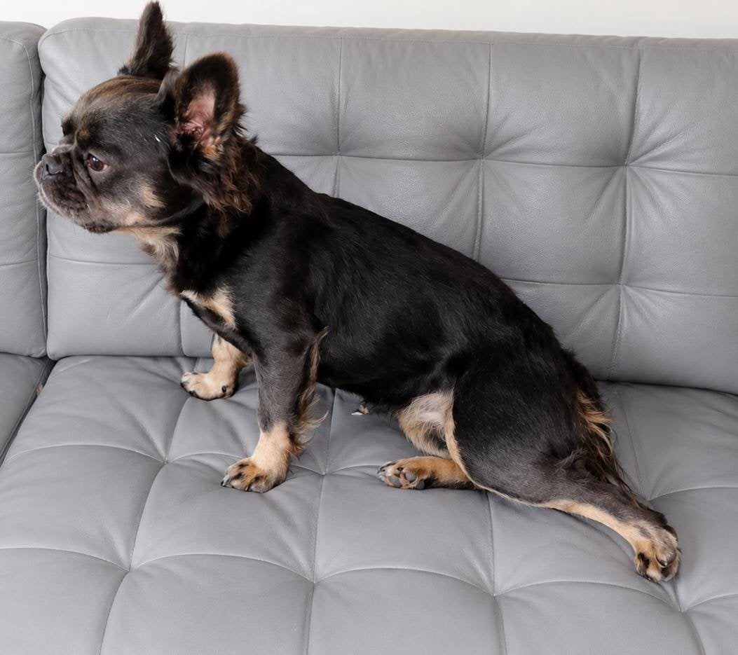 Fluffy Franse bulldog teef, Particulier, 1 tot 2 jaar, Buitenland, Teef