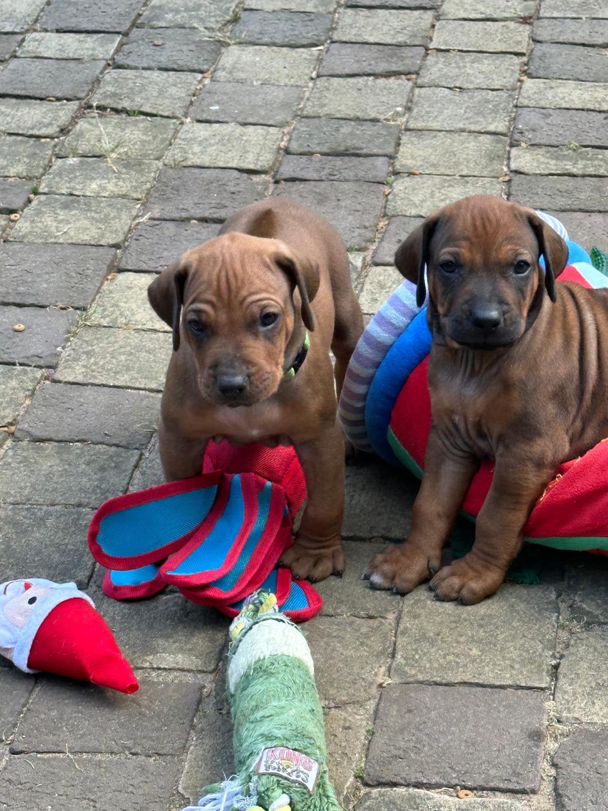 Rhodesian Ridgeback pups met stamboom verwacht, Dieren en Toebehoren, Parvo, Nederland, Overige rassen, 8 tot 15 weken
