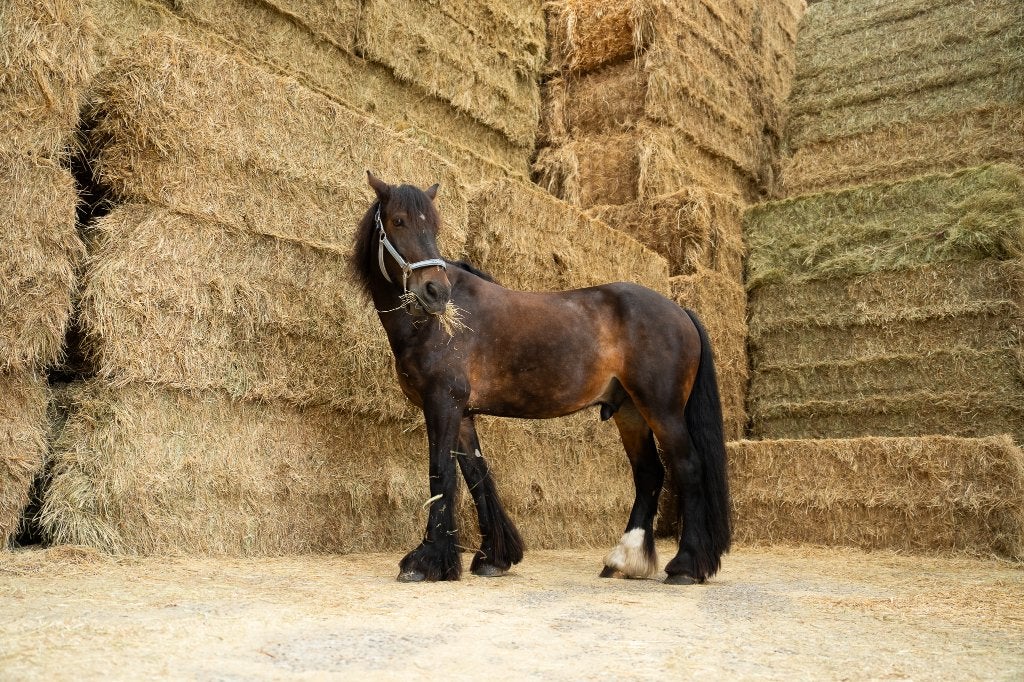 Rietzwenkhooi voor paarden – Structuurrijk – Hooi, Dieren en Toebehoren, Ophalen, Overige soorten