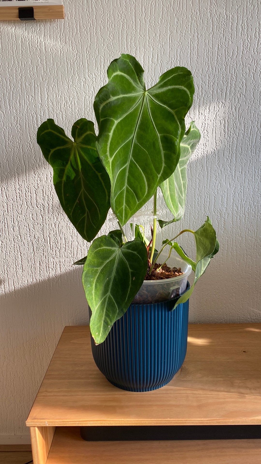 Anthurium Hybrid, Ophalen of Verzenden, Halfschaduw, Minder dan 100 cm