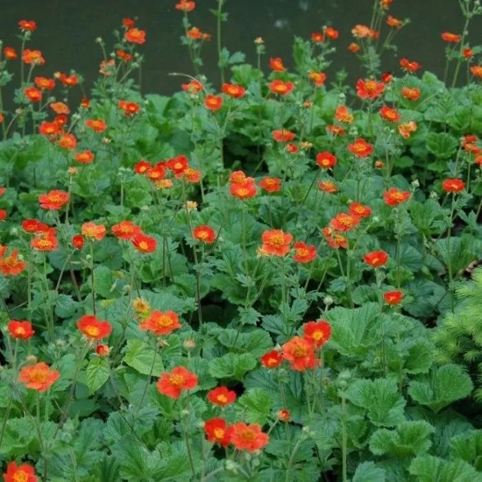 Geum, totally tangerine, Ophalen, Bodembedekkers, Vaste plant, Halfschaduw