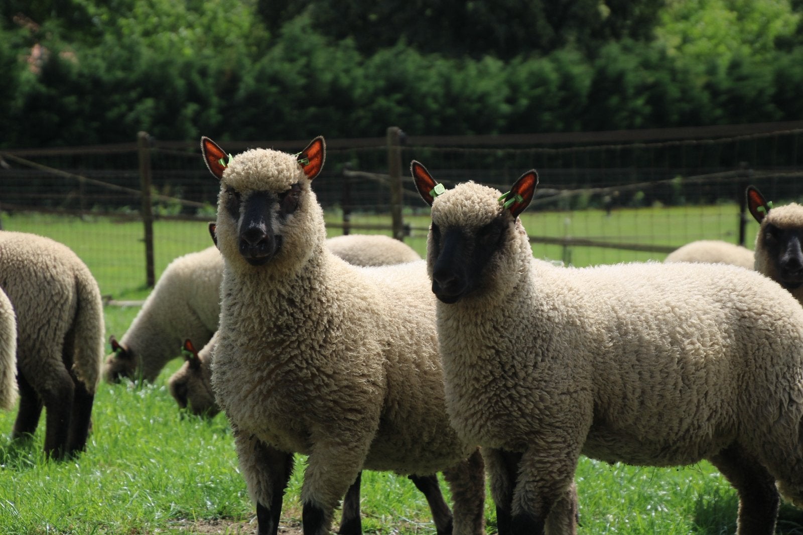 Clun Forest ooilammeren en ramlammeren, Dieren en Toebehoren, Schapen, Geiten en Varkens, Meerdere dieren, Schaap, 0 tot 2 jaar