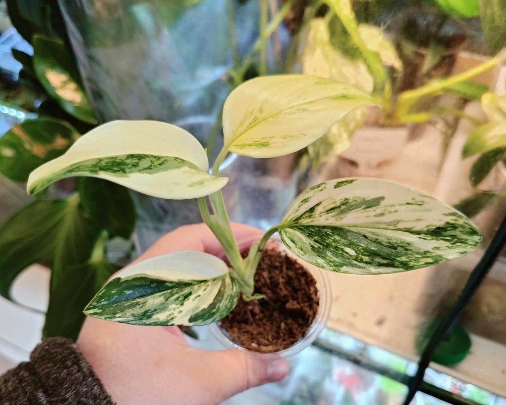 Monstera Standleyana Albo high variegata, Ophalen of Verzenden, Halfschaduw, Minder dan 100 cm