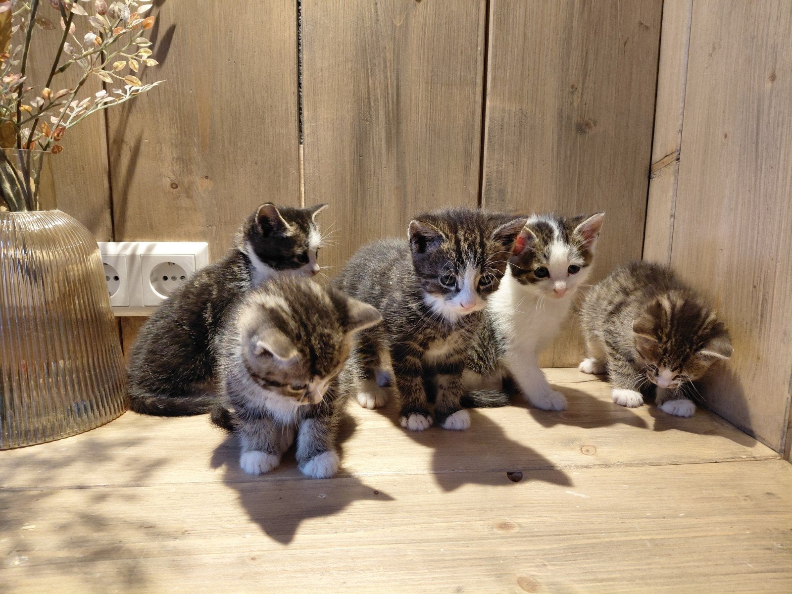 Kittens cyperse mogen mee, Dieren en Toebehoren, Katten en Kittens | Overige Katten, Meerdere dieren