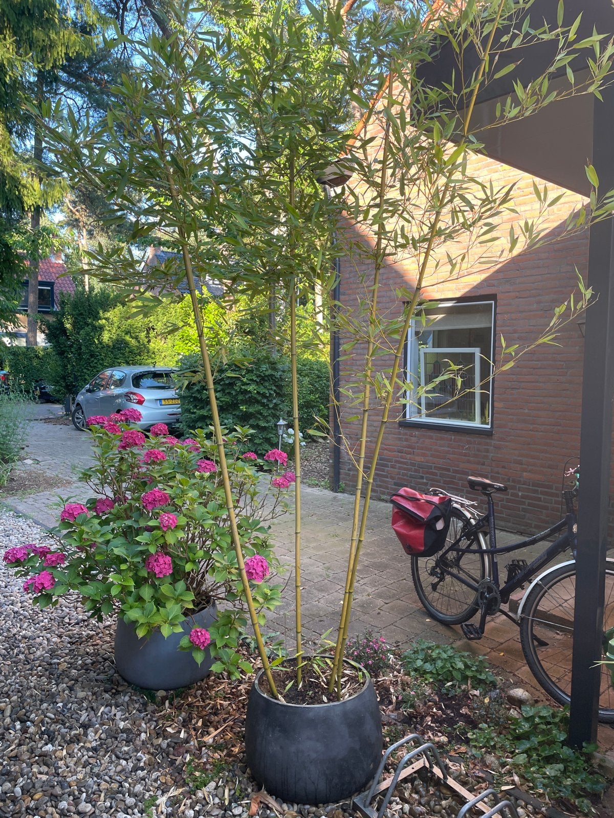 Bamboe Phyllostachys bissetii, Tuin en Terras, Ophalen, Bloeit niet, Overige soorten, Halfschaduw