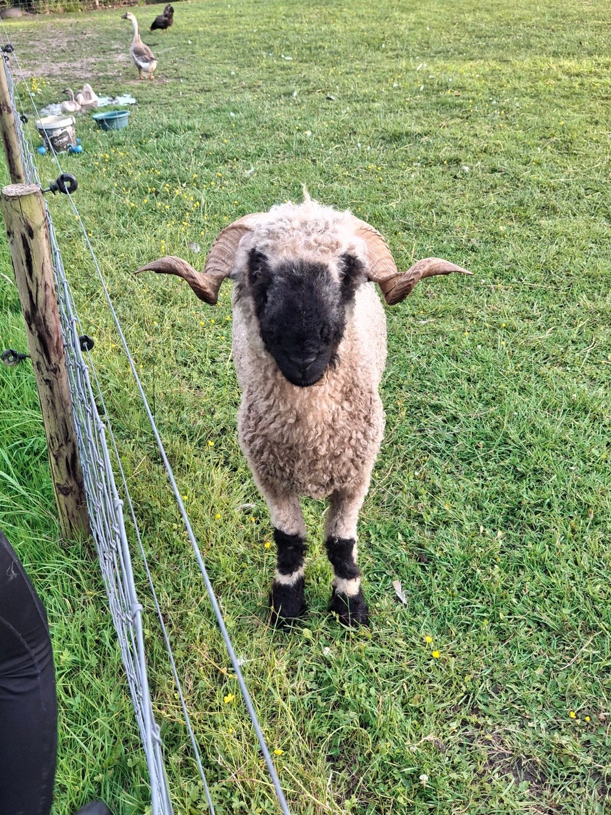walliser schwarznase ram, Mannelijk, Schaap