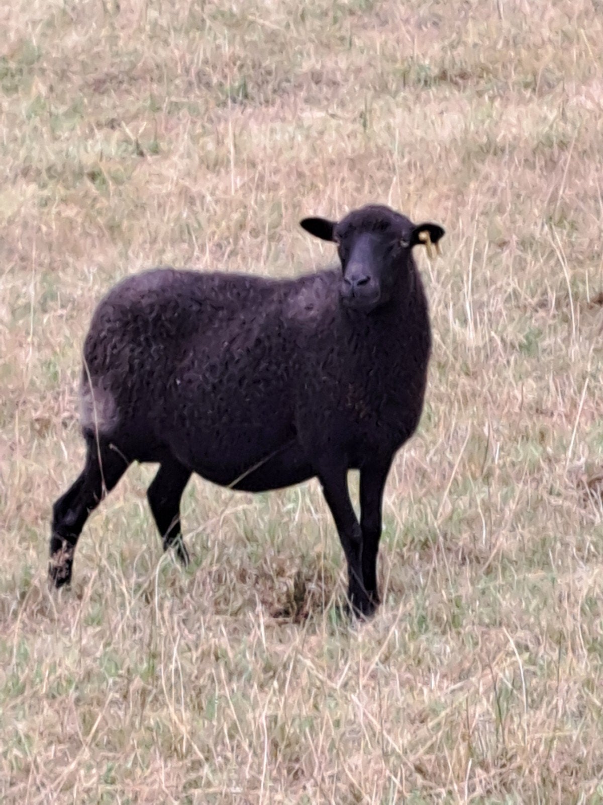 Te Koop mooi Quessant ooi., Dieren en Toebehoren, Vrouwelijk, Schaap