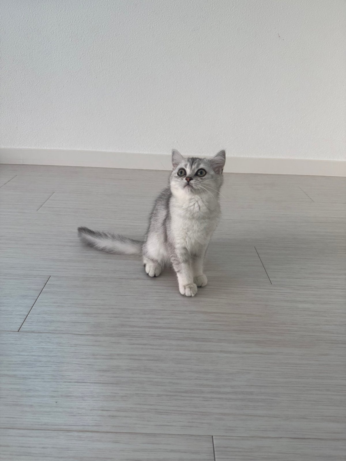 Unieke Britse Korthaar Kittens - Stamboom🩷, Meerdere dieren, Met stamboom