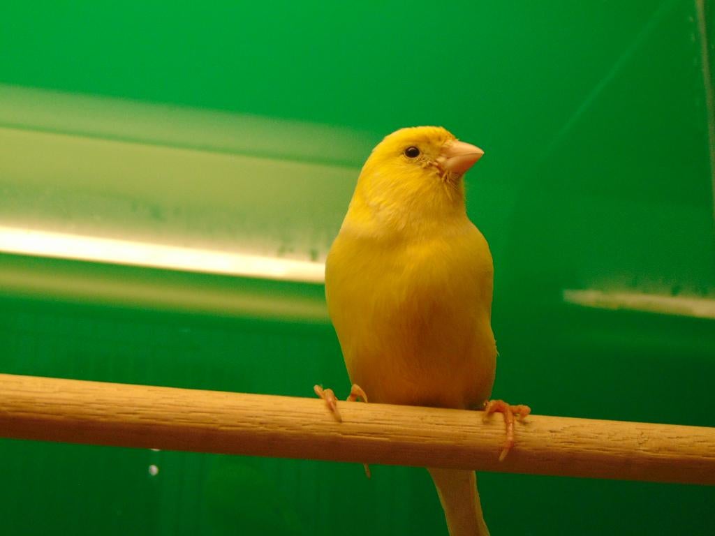 Kanaries man., Dieren en Toebehoren, Vogels | Kanaries, Mannelijk, Kleurkanarie