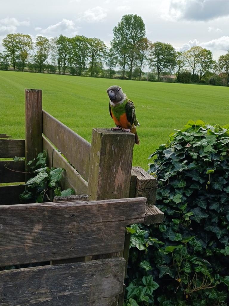Jonge bonte boertje Papegaaitje van 4,5 maand oud dan en lie, Dieren en Toebehoren, Vogels | Parkieten en Papegaaien, Mannelijk