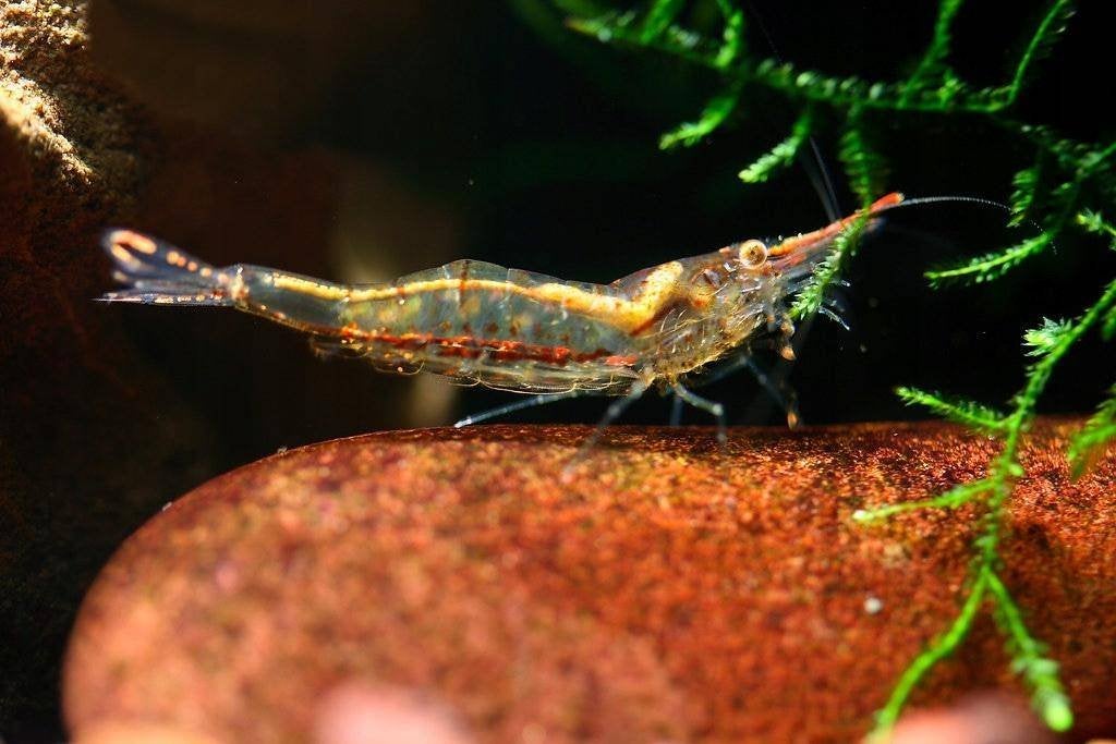 Pinokkio Gracilirostris roodneus garnalen - Caridina Shrimp, Kreeft, Krab of Garnaal, Zoetwatervis, Schoolvis