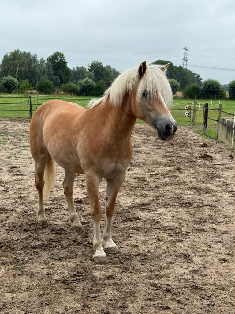 Bijrijder gezocht (20+) voor e pony haflinger., Ophalen, Nieuw