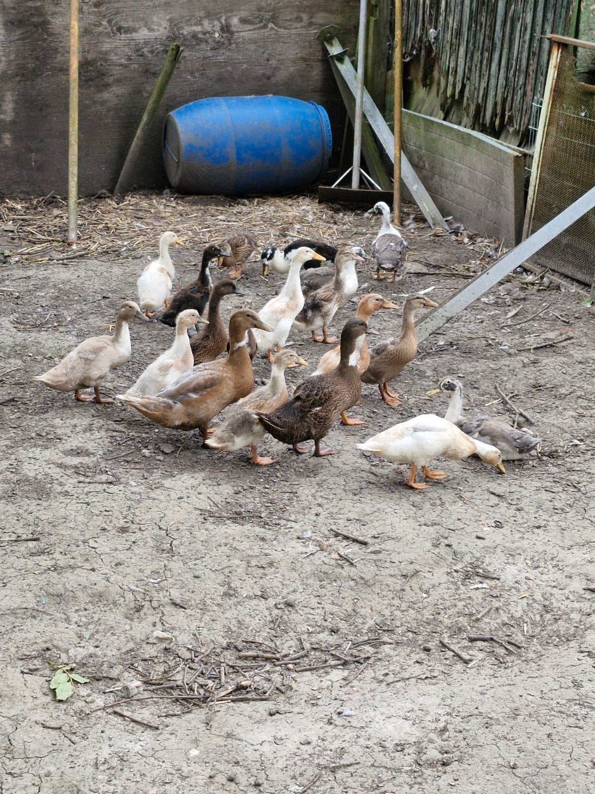 Jonge eenden, Meerdere dieren, Eend