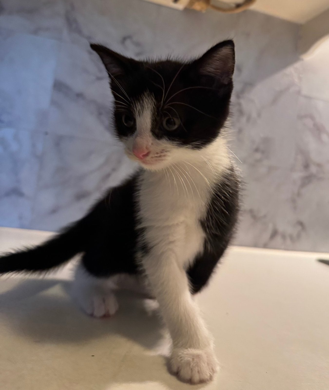 Kittens, Dieren en Toebehoren, 0 tot 2 jaar