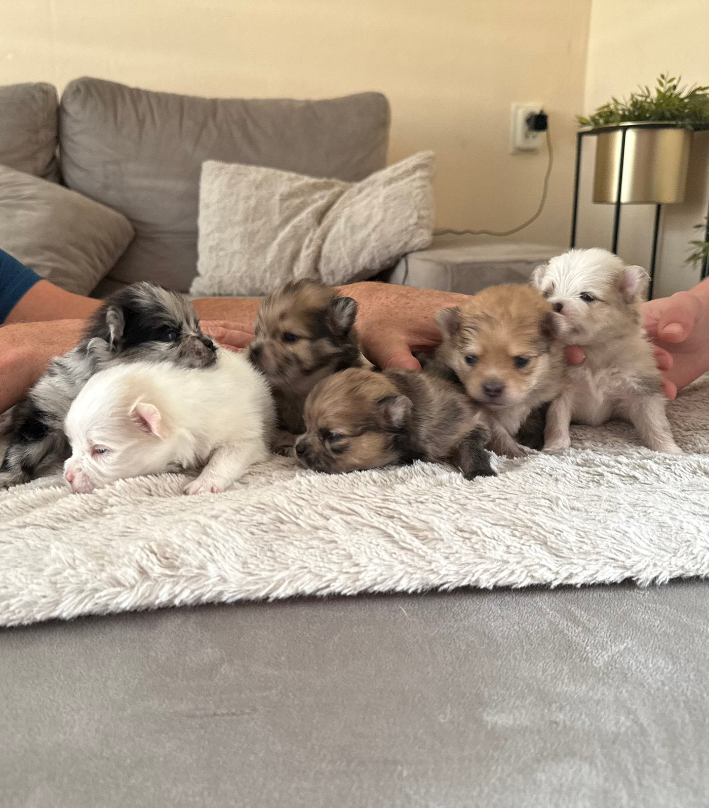 Pomeriaan pups, Dieren en Toebehoren, Honden | Poolhonden, Keeshonden en Oertypen, 8 tot 15 weken, Meerdere, Meerdere dieren, Nederland