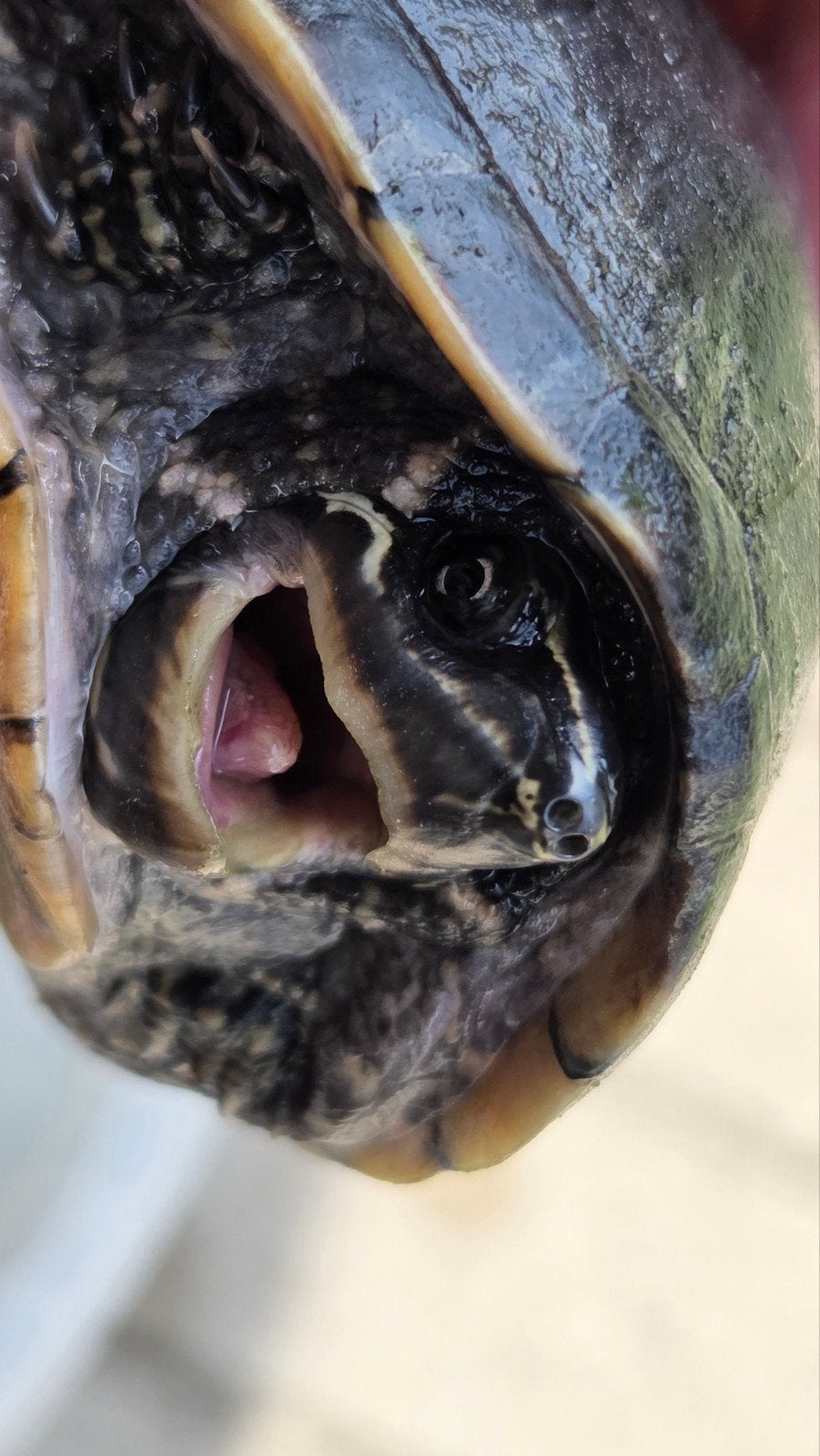 Muskusschildpad Sternotherus odoratus 10cm 3 jaar, Schildpad, Tam, 3 tot 6 jaar