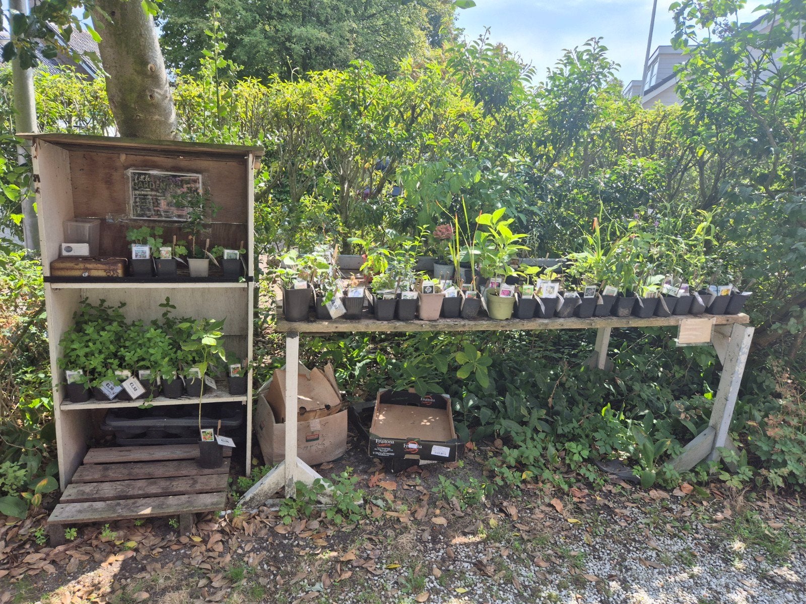 biologische opgekweekte tuinplanten, Ophalen, Overige soorten, Volle zon