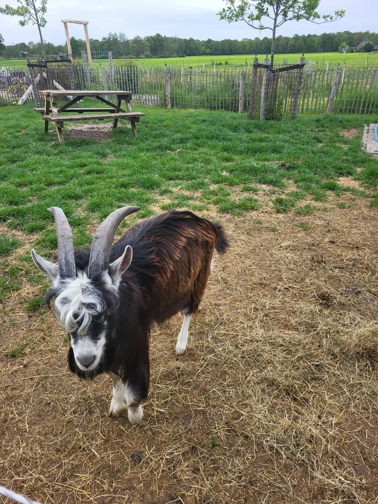 Bok, Dieren en Toebehoren, Mannelijk, Geit, 0 tot 2 jaar