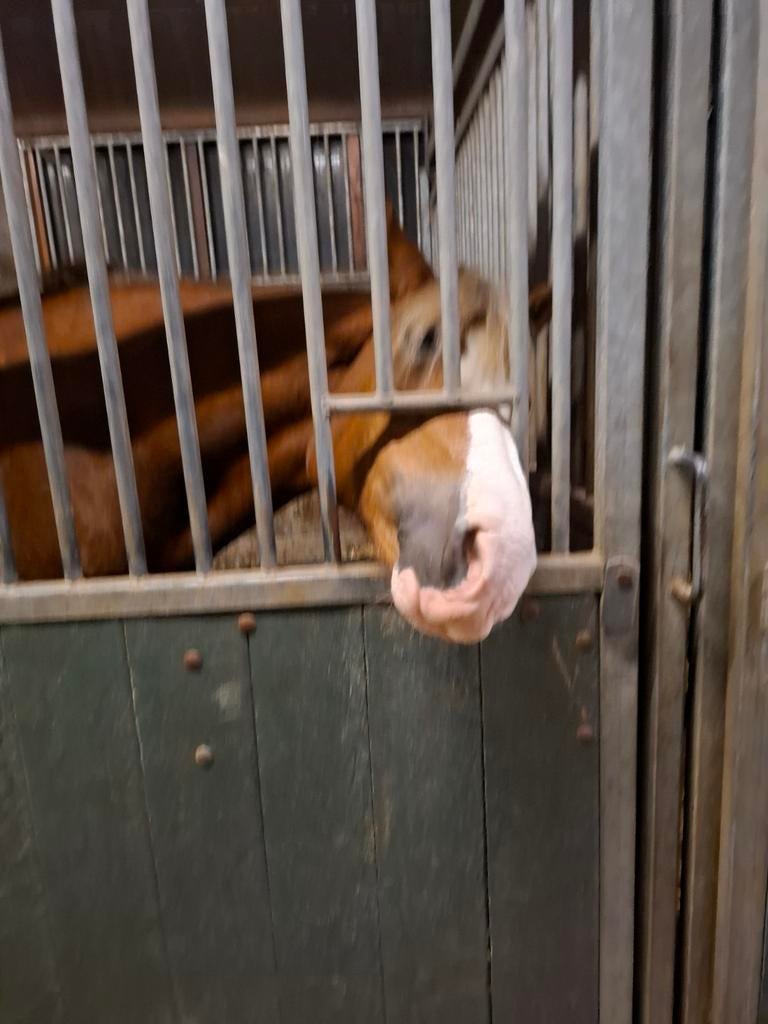 Verzorgpaard gezocht, Dieren en Toebehoren, Ophalen of Verzenden