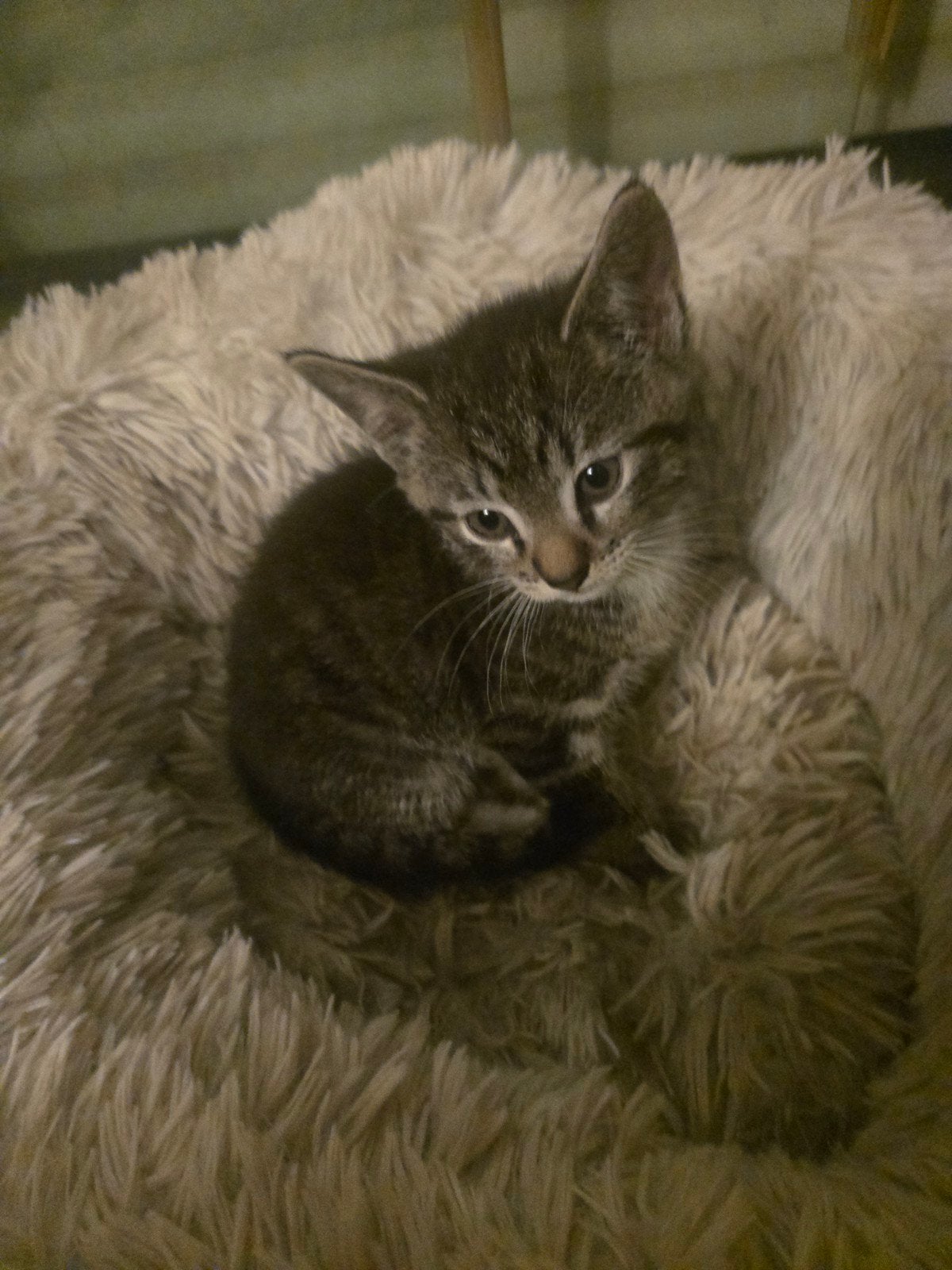 Kittens mogen al weg, Dieren en Toebehoren, Katten en Kittens | Raskatten | Korthaar, Geslacht onbekend, Ontwormd, 0 tot 2 jaar