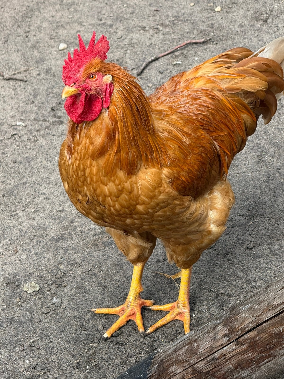 Rhode Island Red haan., Dieren en Toebehoren, Mannelijk, Kip
