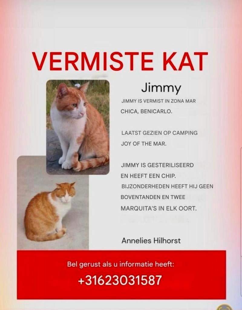 Help onze lieve Jimmy terug te vinden.  Vermist in Benicarlo, Kat