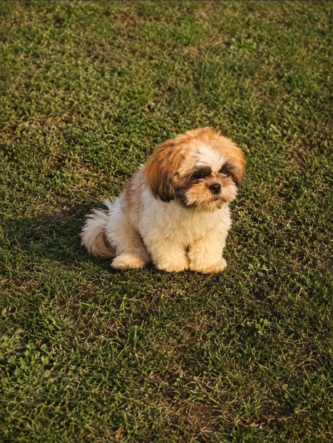 2 mooie lieve shihtzu's, Dieren en Toebehoren, Honden | Chihuahua's en Gezelschapshonden, 15 weken tot 1 jaar, Overige rassen
