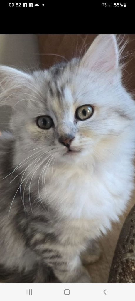 Ragdoll kitten 1 jaar, Dieren en Toebehoren, Katten en Kittens | Raskatten | Langhaar, Poes, Gechipt, 0 tot 2 jaar