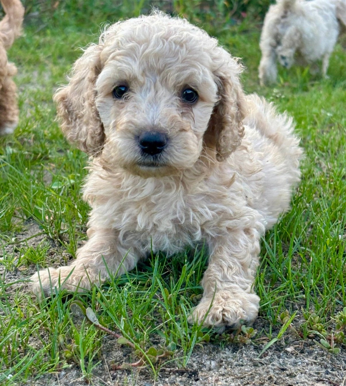 Dwerg poedel pups te koop, Dieren en Toebehoren, Poedel, 8 tot 15 weken, Parvo, Meerdere